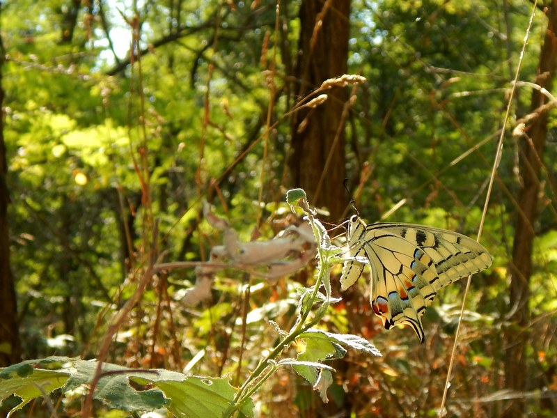 Papilio machaon: sempre una bellezza...